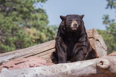 adult-black-bear-resting-mid-day-under-bright-warm-2026-01-11-10-16-10-utc